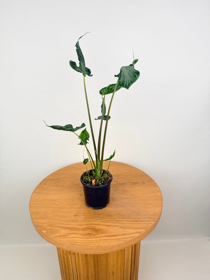 Alocasia Teletubbies | Uprooted