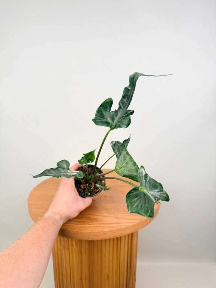 Alocasia Teletubbies | Uprooted