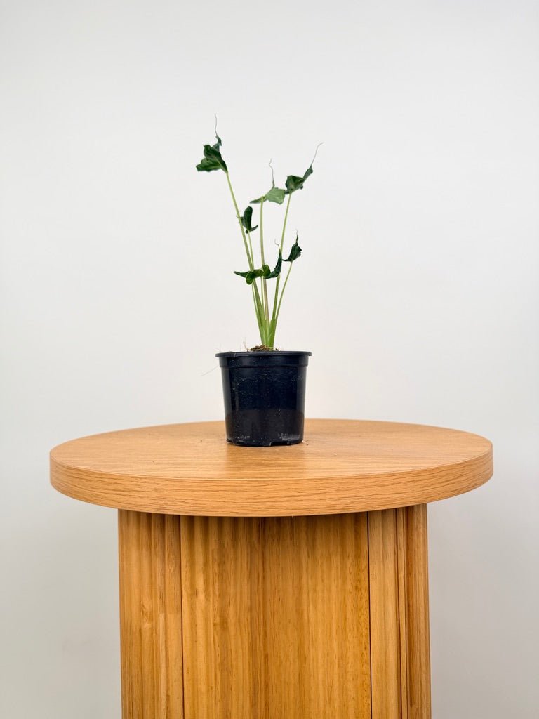 Alocasia Teletubbies | Uprooted