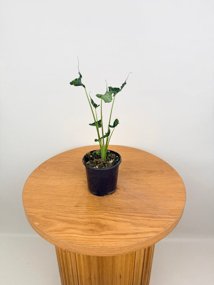 Alocasia Teletubbies | Uprooted