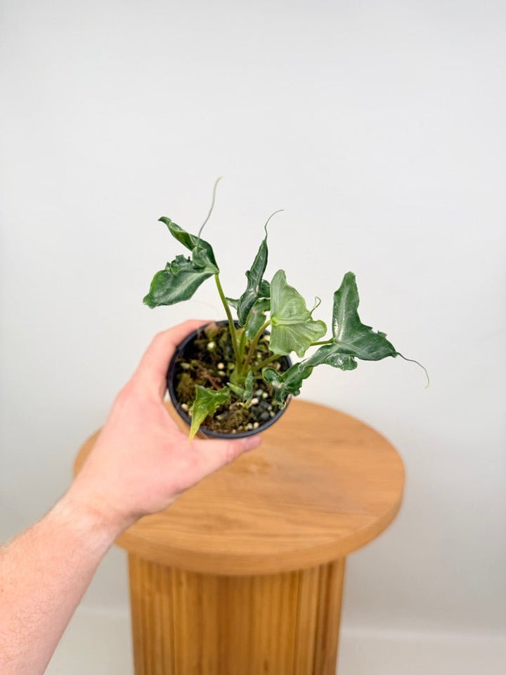 Alocasia Teletubbies | Uprooted