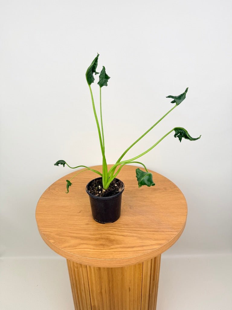 Alocasia Triangularis | Uprooted