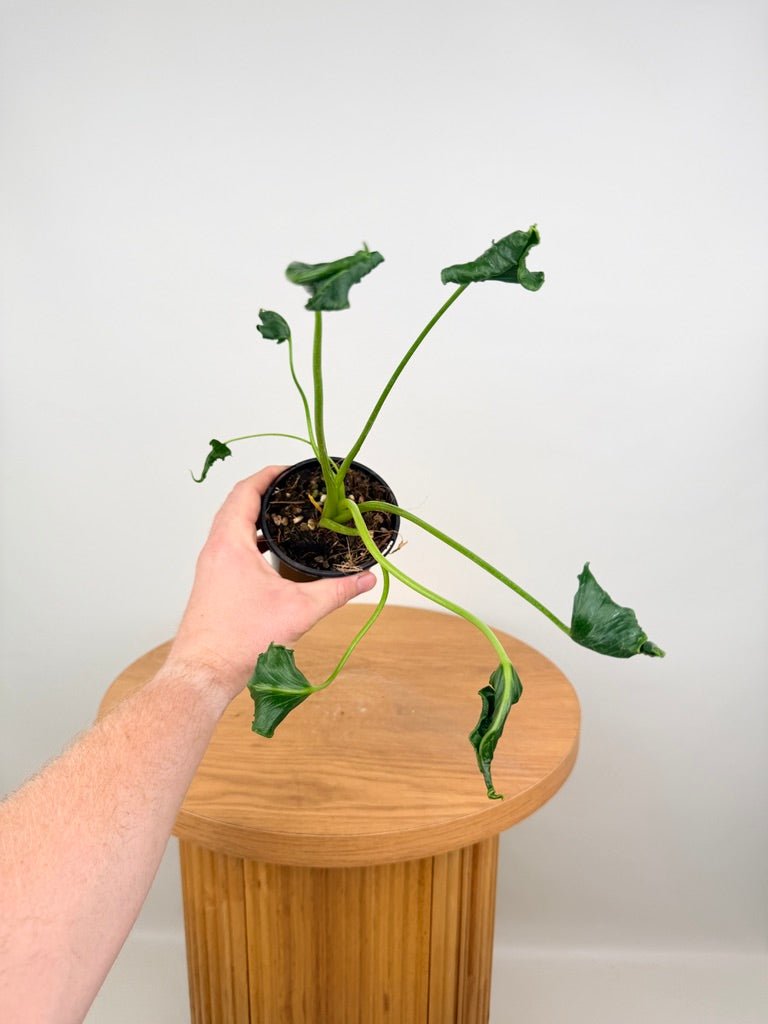 Alocasia Triangularis | Uprooted