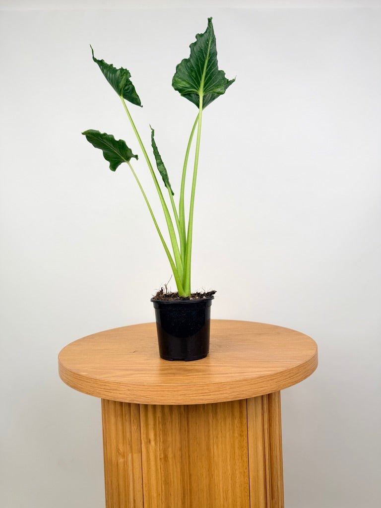 Alocasia Triangularis | Uprooted