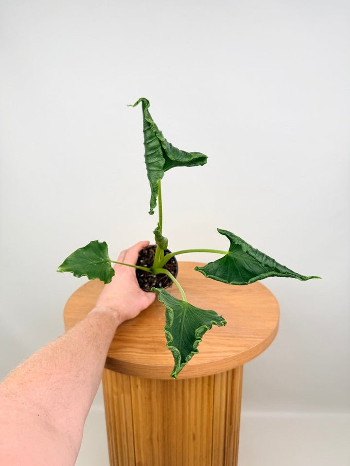 Alocasia Triangularis | Uprooted