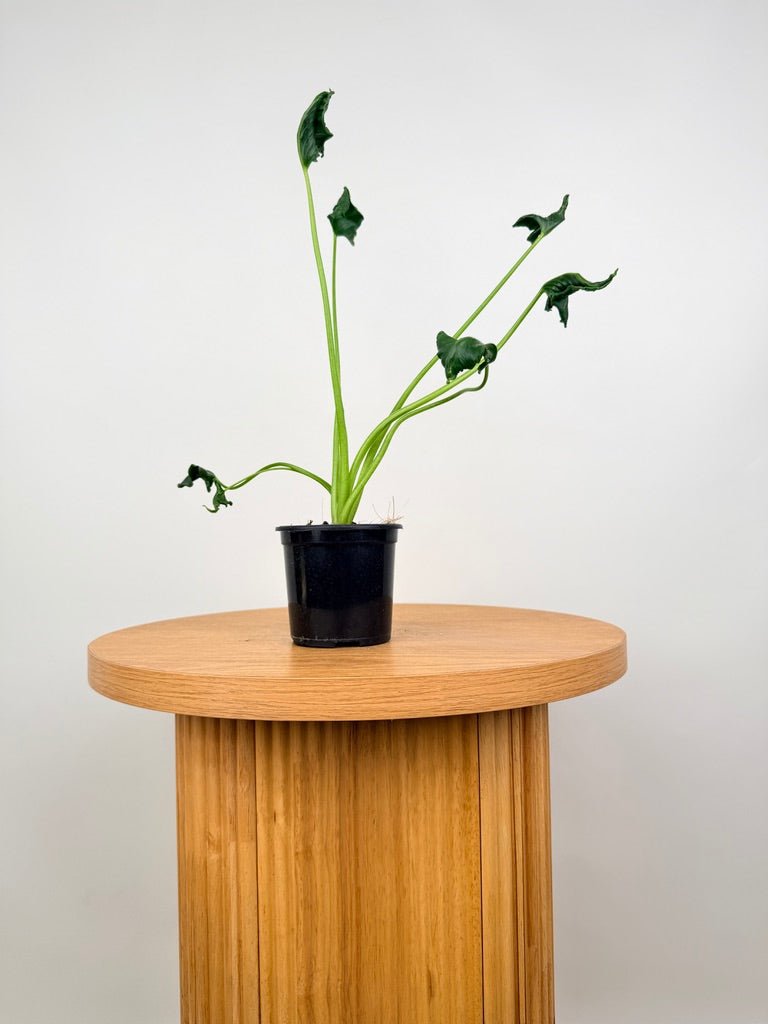 Alocasia Triangularis | Uprooted