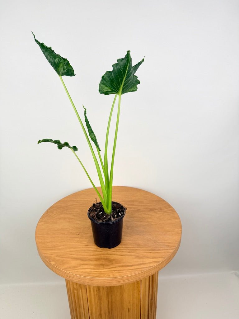 Alocasia Triangularis | Uprooted