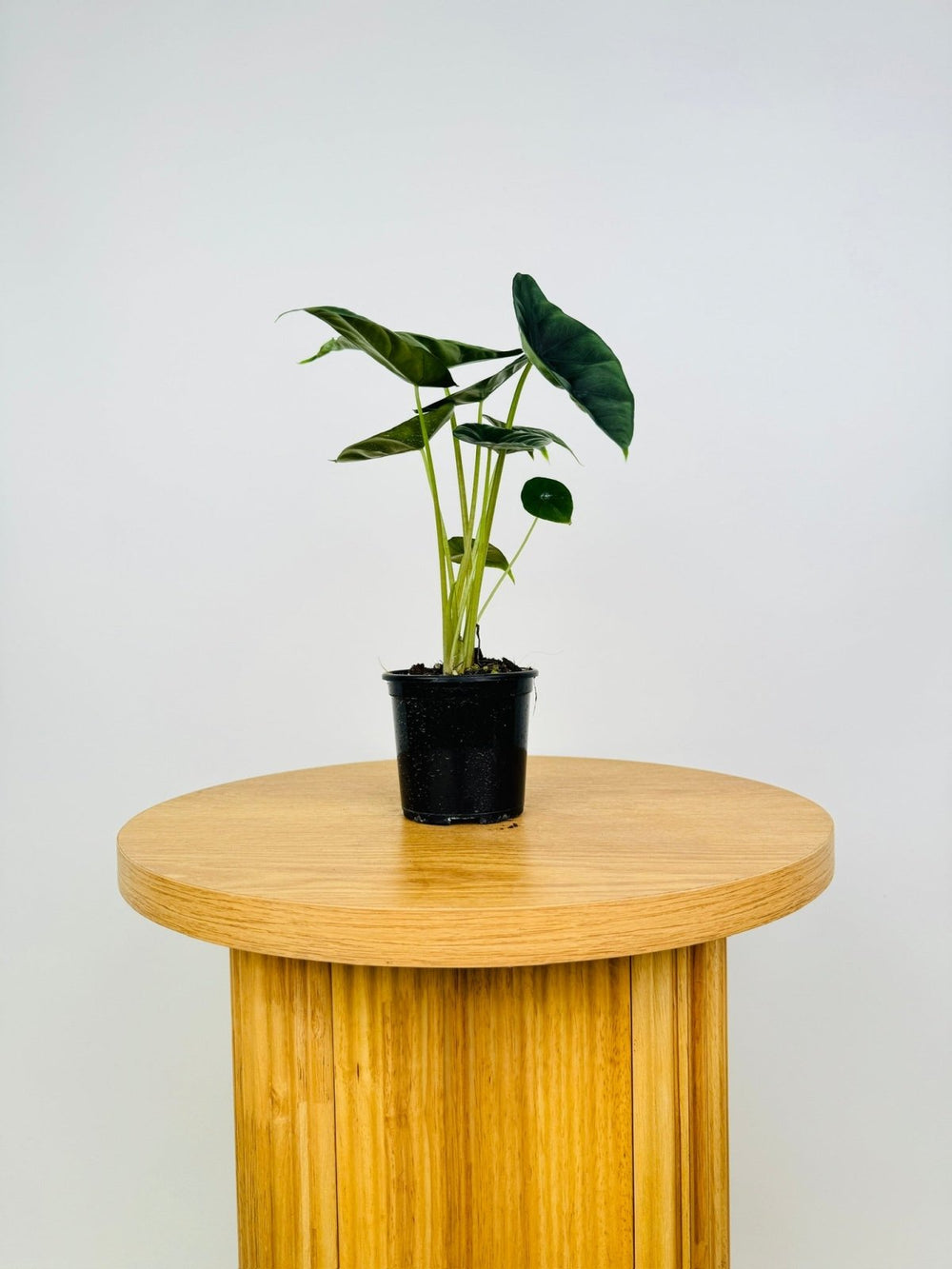 Alocasia Venusta | Uprooted