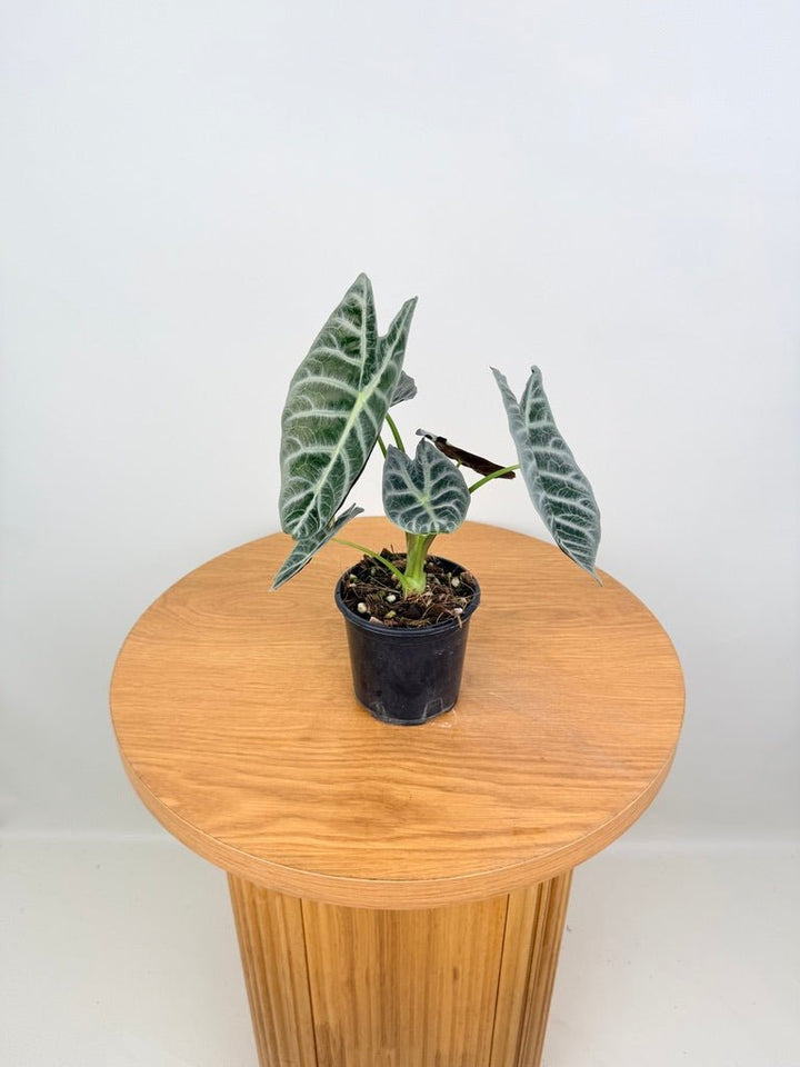 Alocasia Watsoniana - Lightning | Uprooted