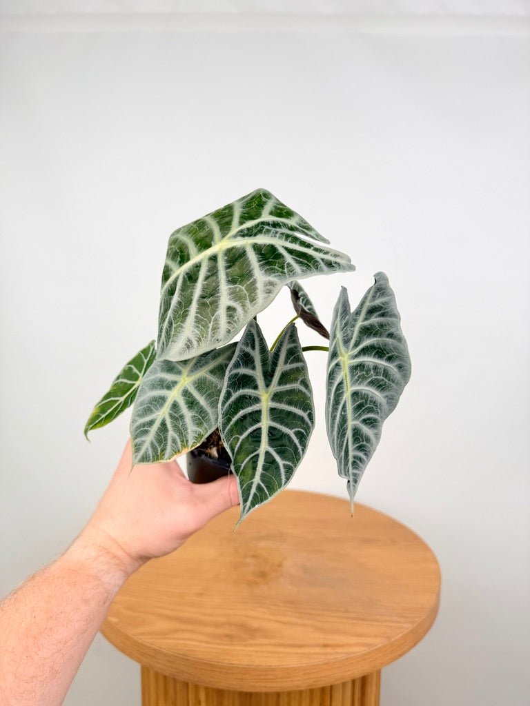 Alocasia Watsoniana - Lightning | Uprooted