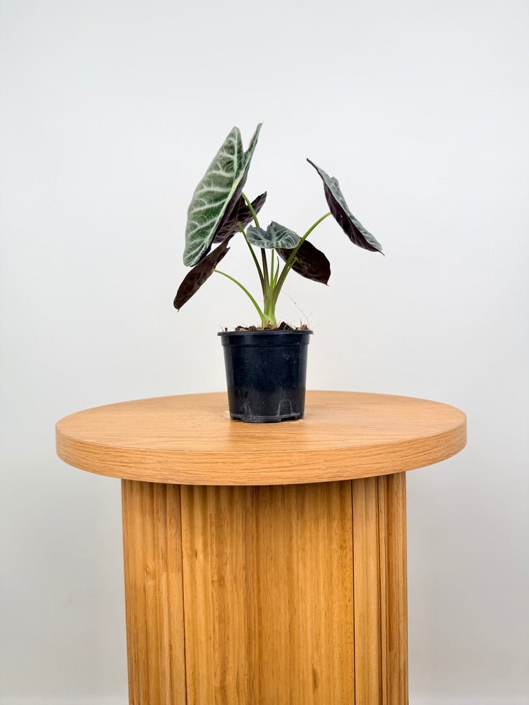 Alocasia Watsoniana - Lightning | Uprooted