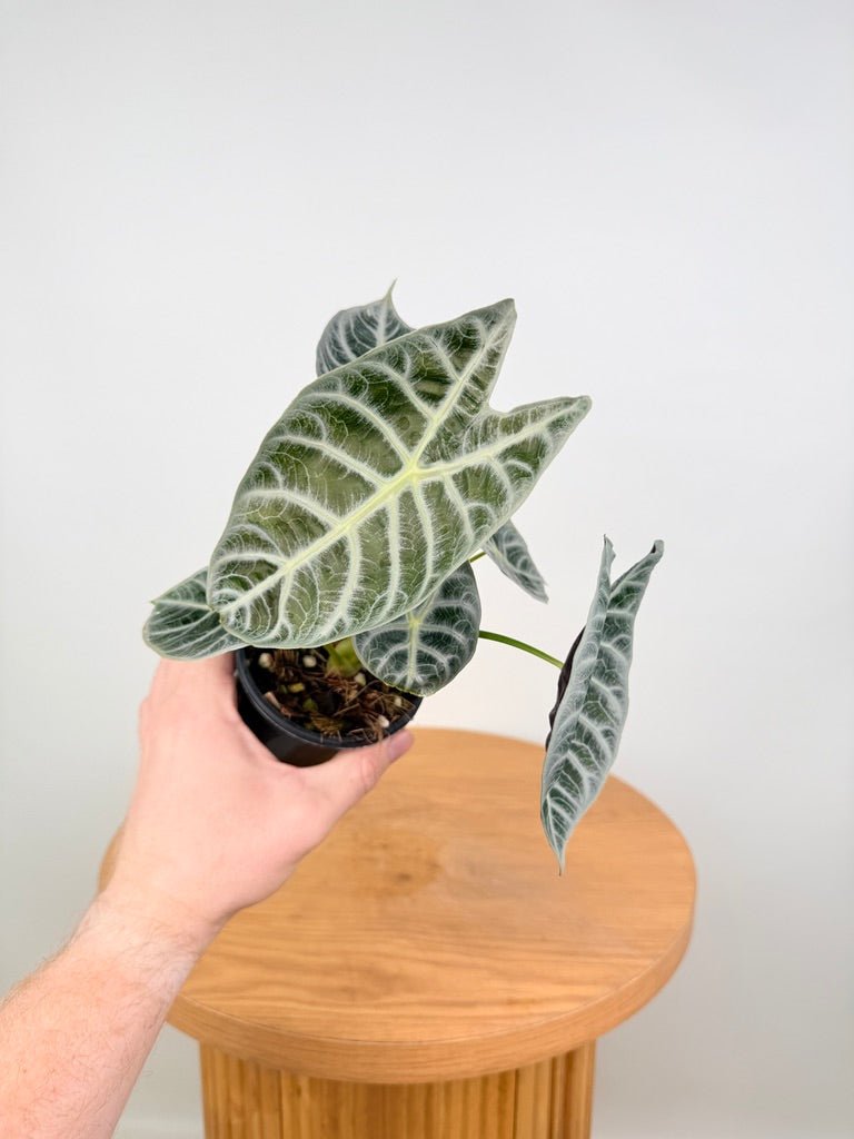 Alocasia Watsoniana - Lightning | Uprooted