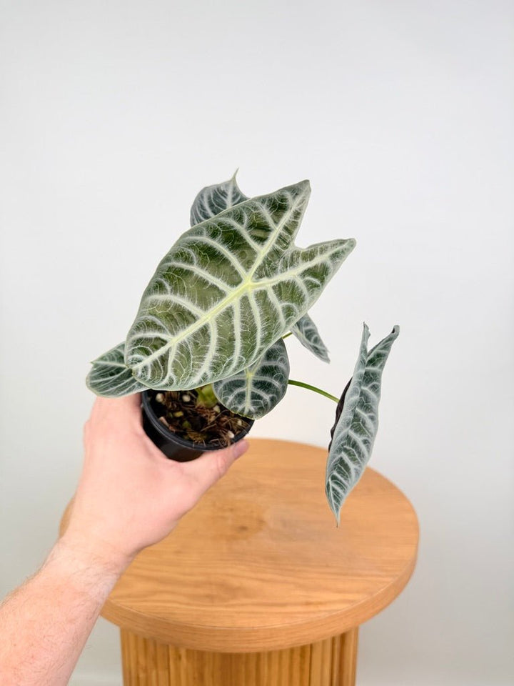 Alocasia Watsoniana - Lightning | Uprooted