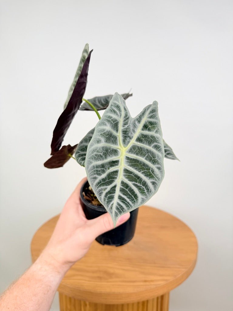 Alocasia Watsoniana - Lightning | Uprooted