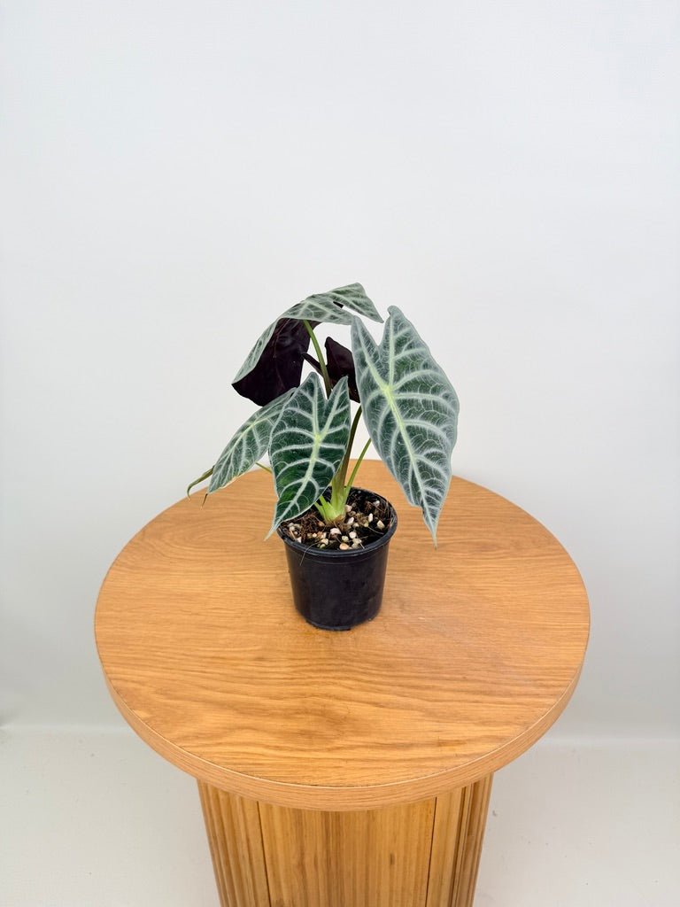 Alocasia Watsoniana - Lightning | Uprooted