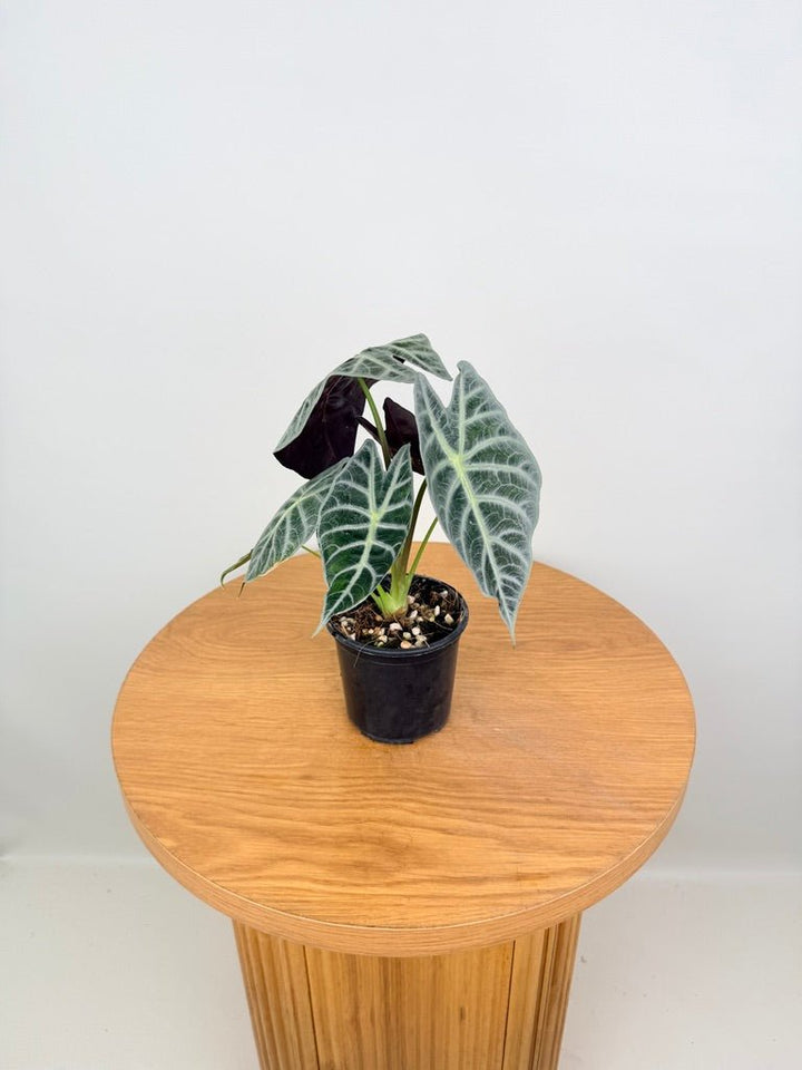 Alocasia Watsoniana - Lightning | Uprooted