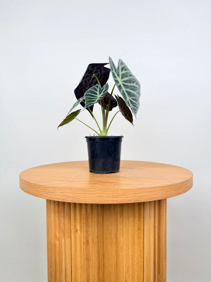 Alocasia Watsoniana - Lightning | Uprooted