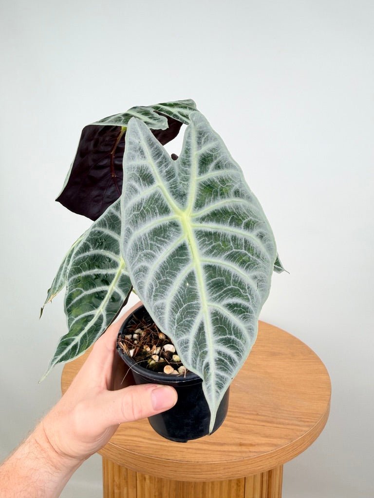 Alocasia Watsoniana - Lightning | Uprooted