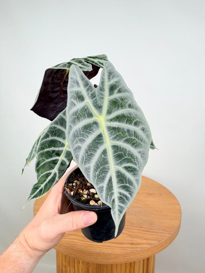 Alocasia Watsoniana - Lightning | Uprooted