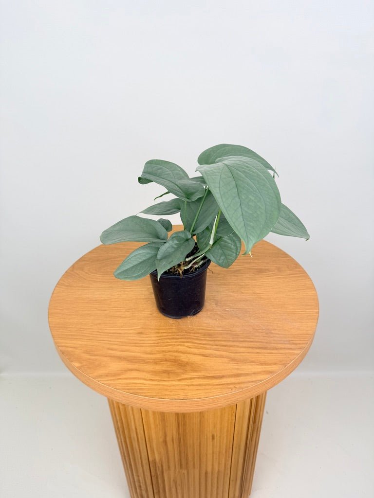 Amydrium Medium - Opal Ghost | Uprooted