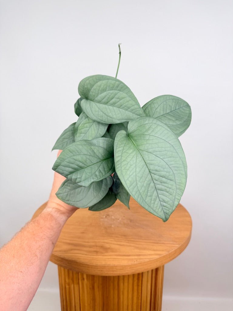 Amydrium Medium - Opal Ghost | Uprooted