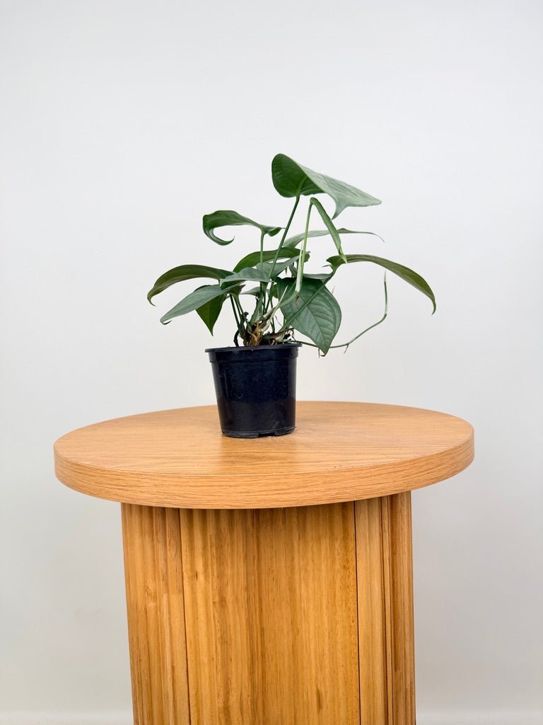 Amydrium Medium - Opal Ghost | Uprooted