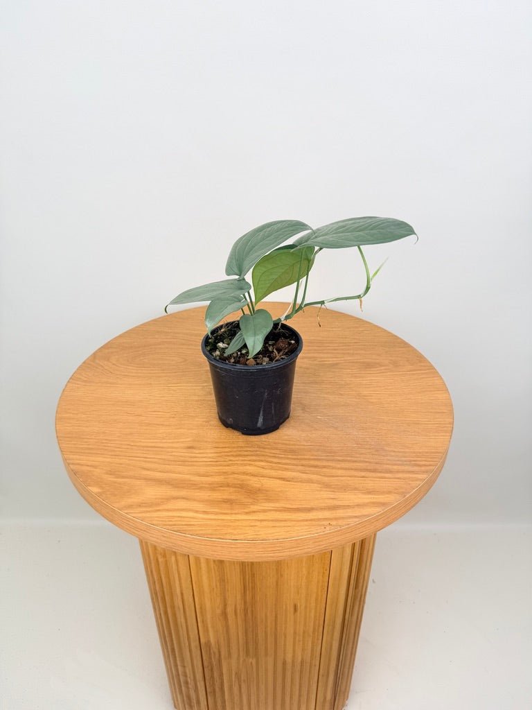 Amydrium Medium - Opal Ghost | Uprooted