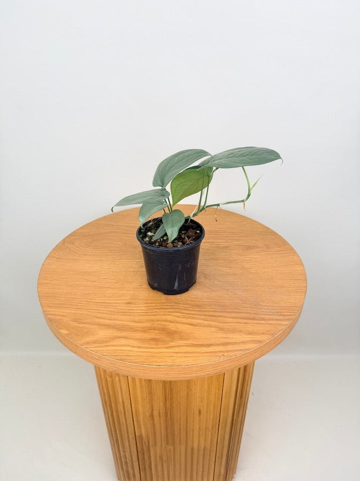 Amydrium Medium - Opal Ghost | Uprooted