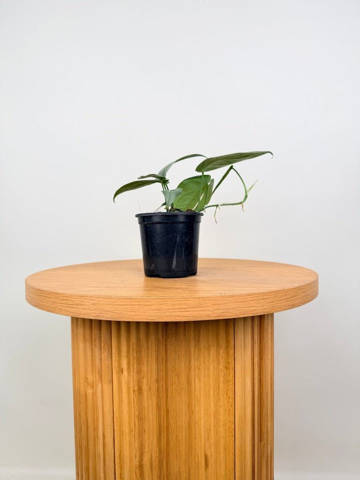 Amydrium Medium - Opal Ghost | Uprooted