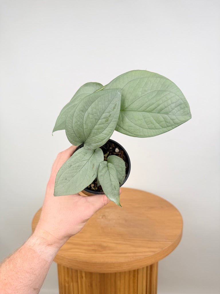 Amydrium Medium - Opal Ghost | Uprooted