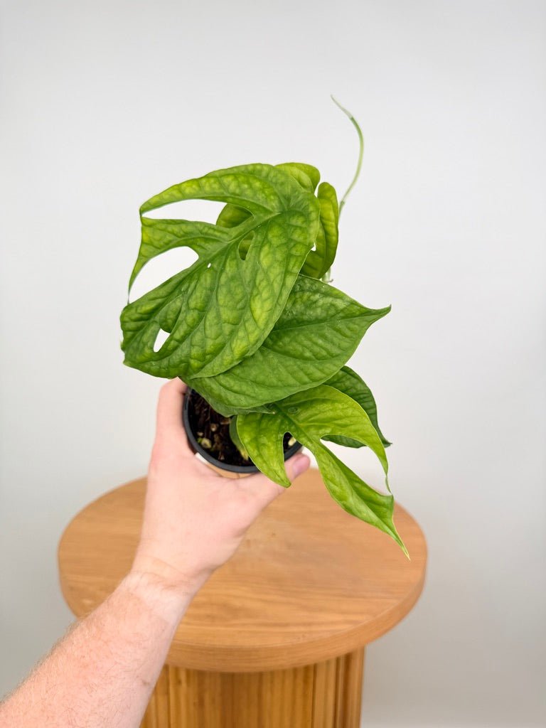 Amydrium Medium | Uprooted