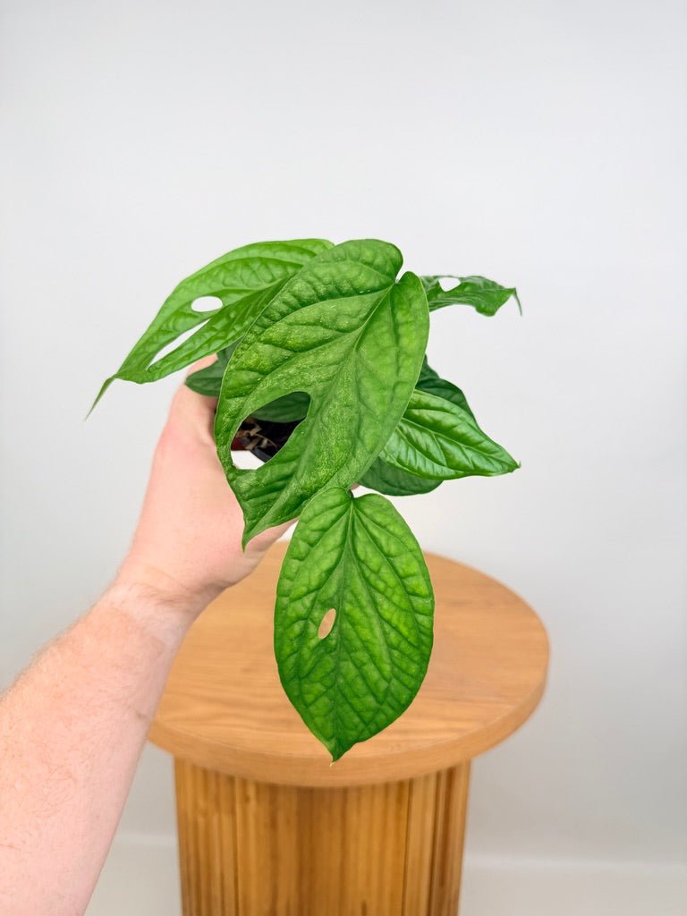 Amydrium Medium | Uprooted