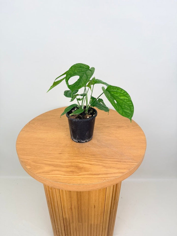 Amydrium Medium | Uprooted