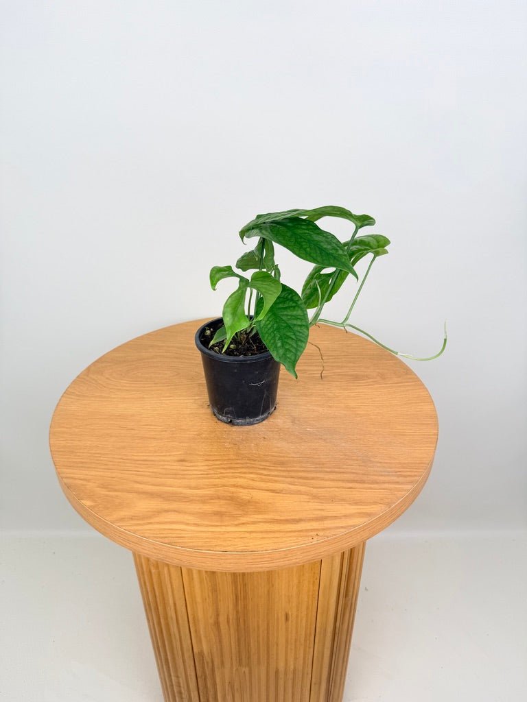 Amydrium Medium | Uprooted