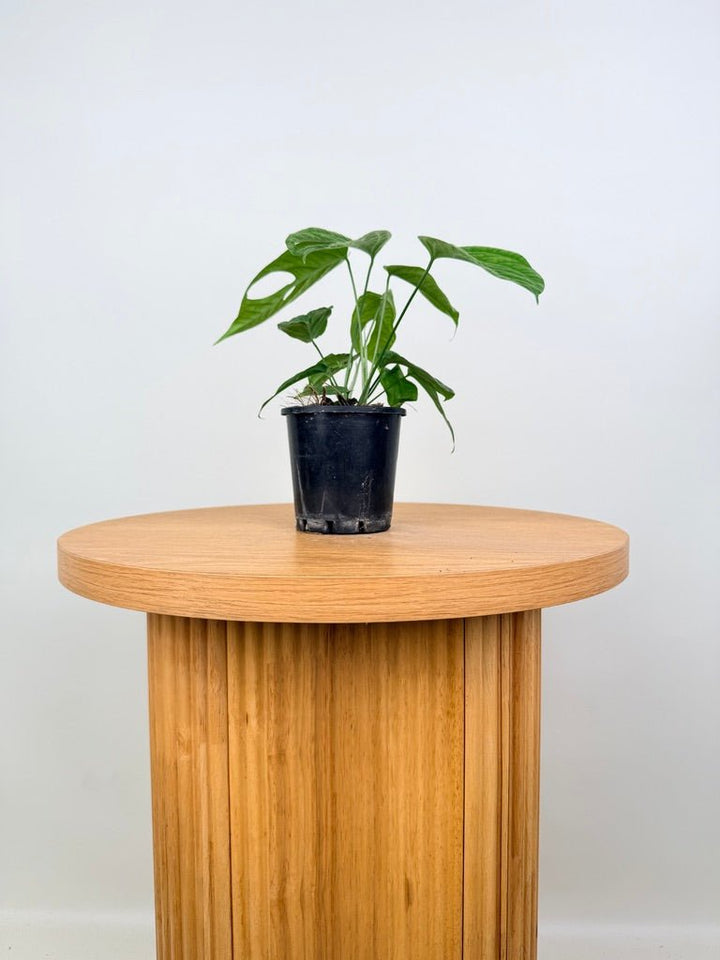 Amydrium Medium | Uprooted