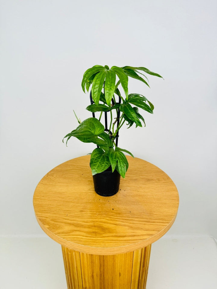 Amydrium Medium | Uprooted