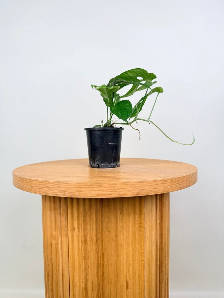 Amydrium Medium | Uprooted