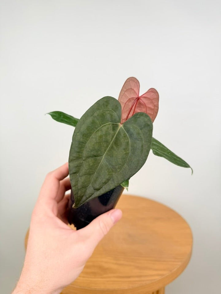 Anthurium Ace of Spades X Anthurium Papillilaminum | Uprooted