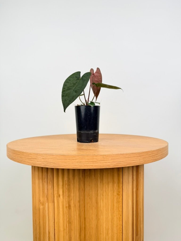 Anthurium Ace of Spades X Anthurium Papillilaminum | Uprooted
