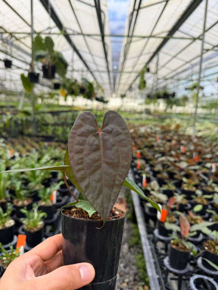 Anthurium Ace of Spades X Anthurium Papillilaminum | Uprooted