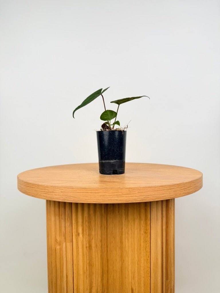 Anthurium Ace of Spades X Anthurium Papillilaminum | Uprooted