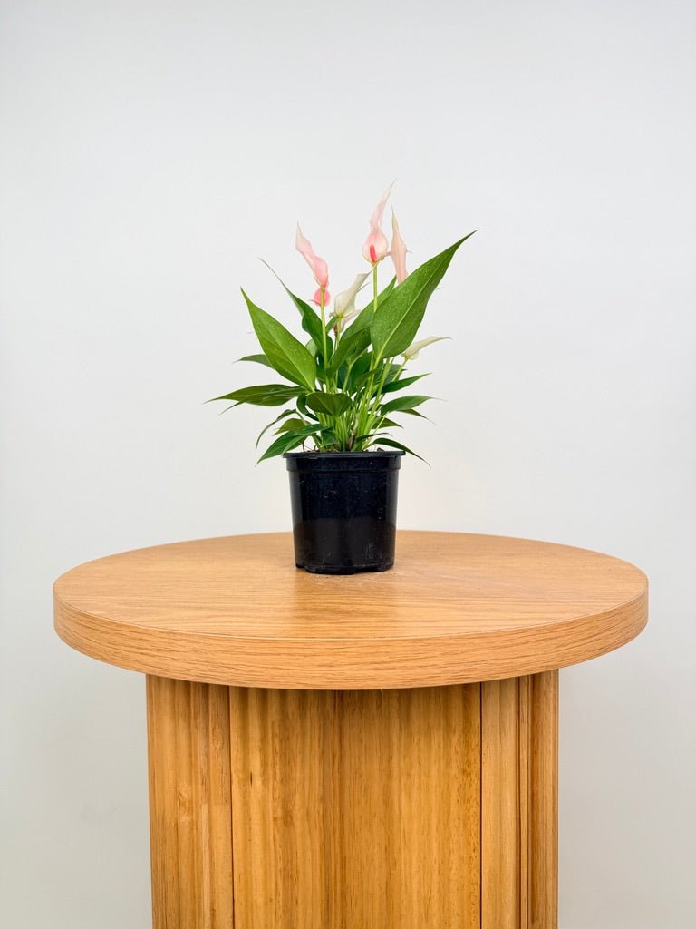 Anthurium Andraeanum - Lilli [Pink Flower] | Uprooted