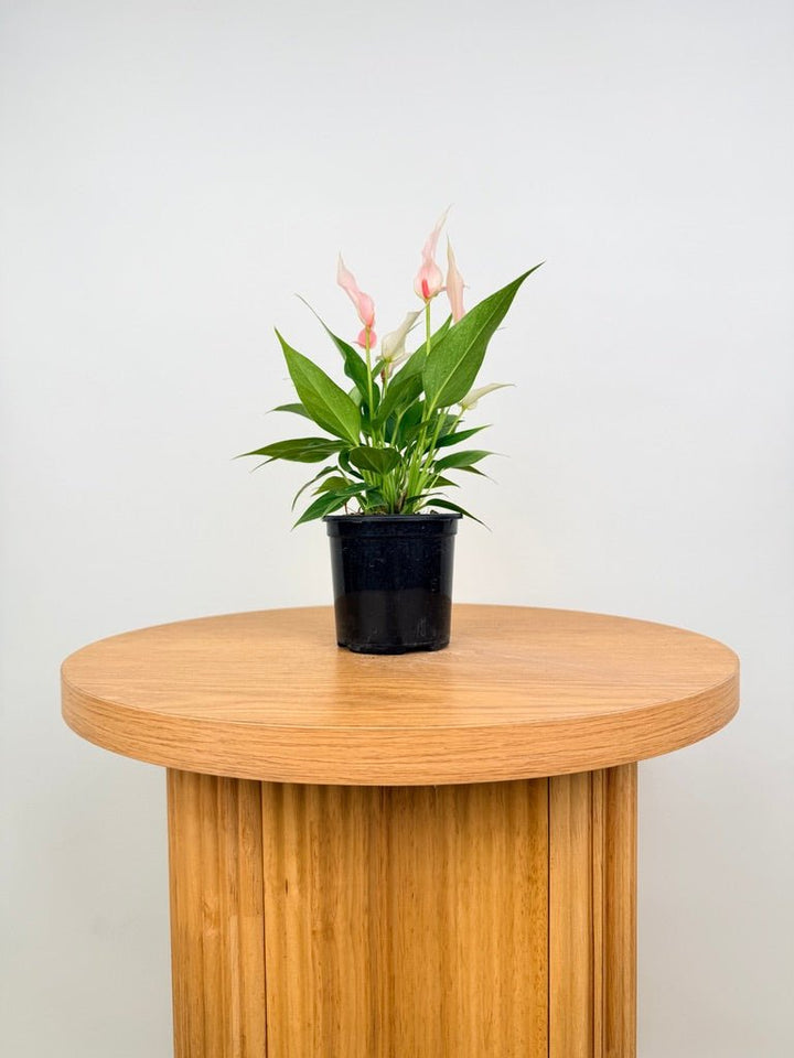 Anthurium Andraeanum - Lilli [Pink Flower] | Uprooted
