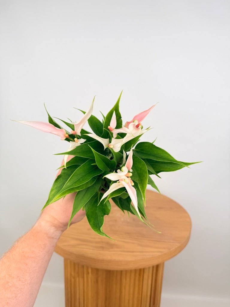 Anthurium Andraeanum - Lilli [Pink Flower] | Uprooted