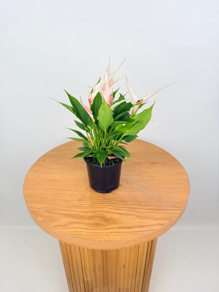 Anthurium Andraeanum - Lilli [Pink Flower] | Uprooted