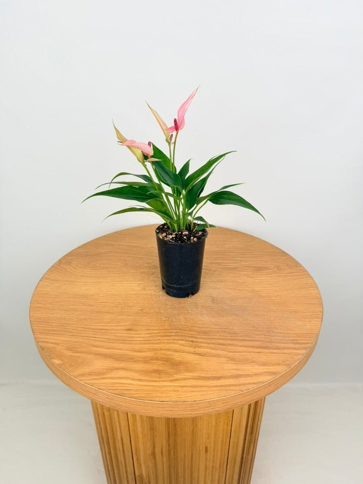 Anthurium Andraeanum - Lilli [Pink Flower] | Uprooted