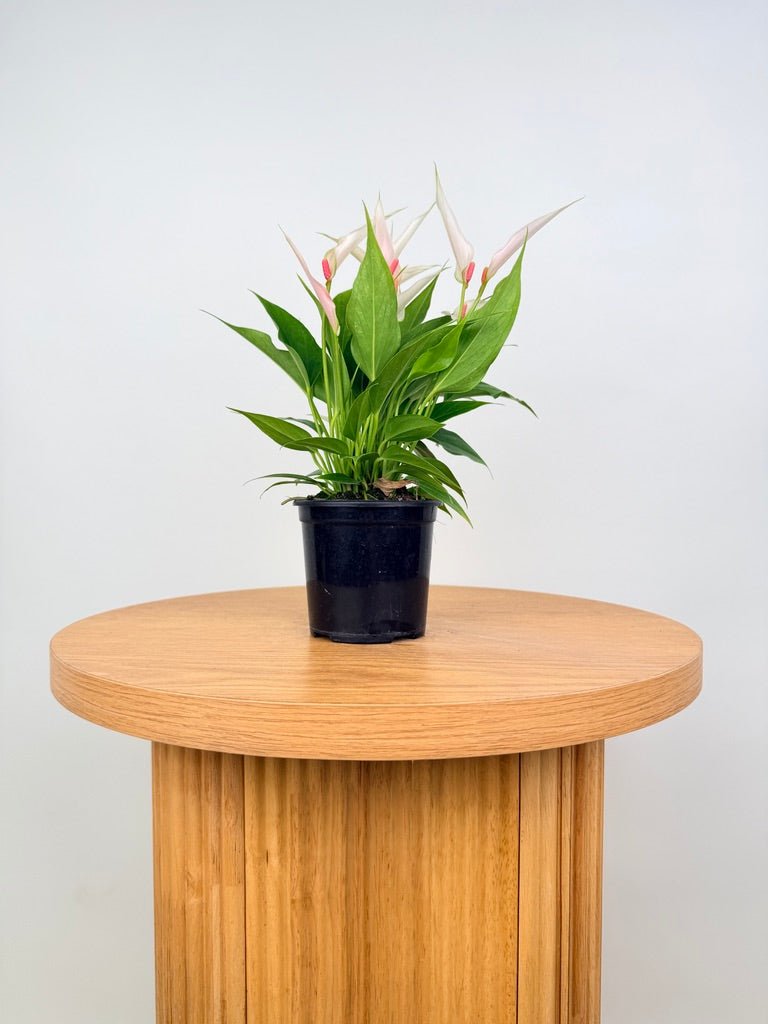 Anthurium Andraeanum - Lilli [Pink Flower] | Uprooted