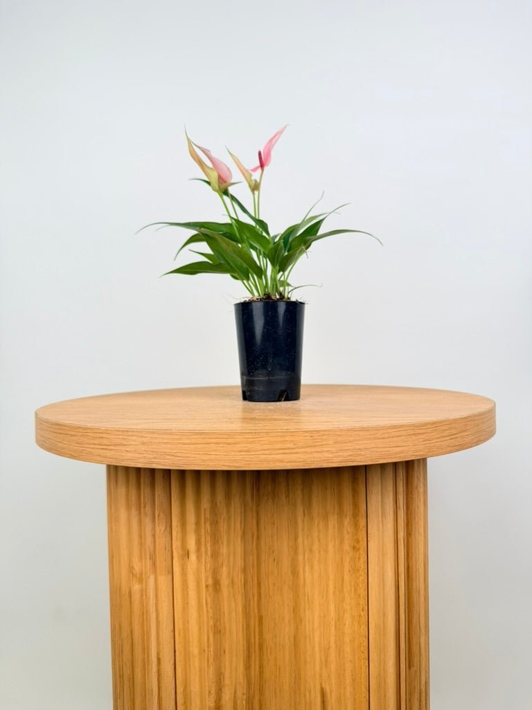 Anthurium Andraeanum - Lilli [Pink Flower] | Uprooted