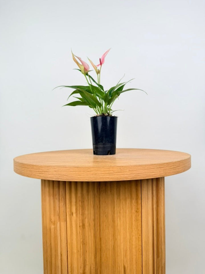 Anthurium Andraeanum - Lilli [Pink Flower] | Uprooted