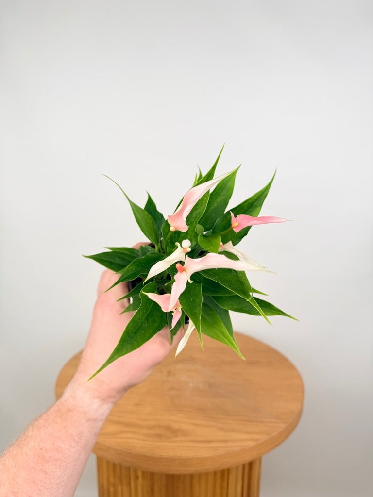 Anthurium Andraeanum - Lilli [Pink Flower] | Uprooted